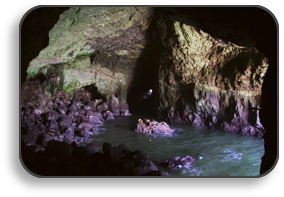 Sea Lion Caves RV Park